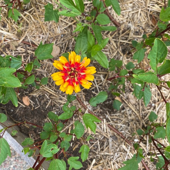 Meet your Posher, Archana - Picture 1 of 1